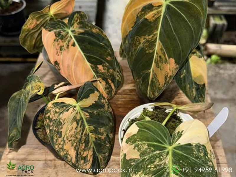 Philodendron-Melanochrysum-Bonfire2
