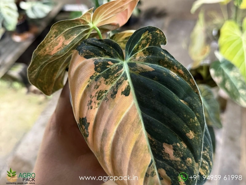 Philodendron-Melanochrysum-Bonfire3