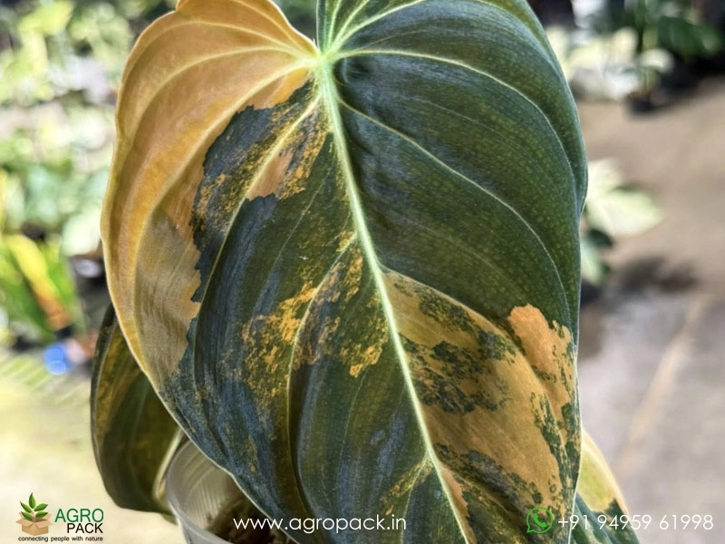 Philodendron-Melanochrysum-Bonfire4