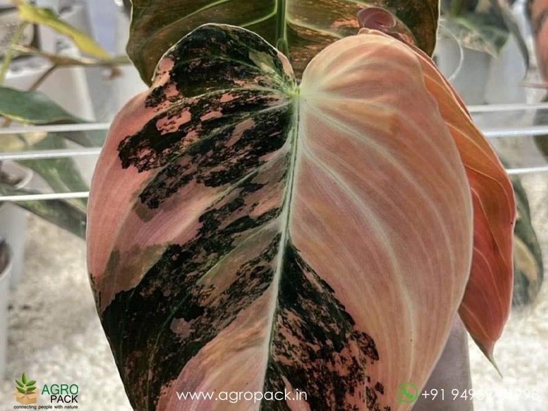 Philodendron-Melanochrysum-Orange-Variegated2