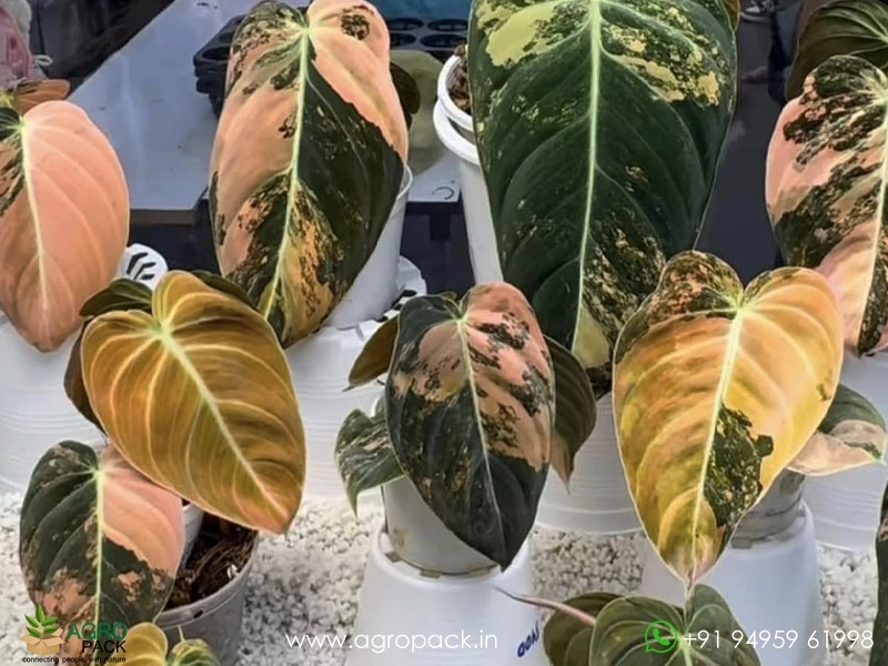 Philodendron-Melanochrysum-Orange-Variegated3
