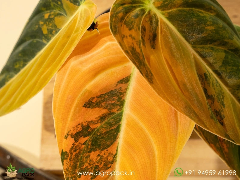 Philodendron-Melanochrysum-Orange-Variegated5