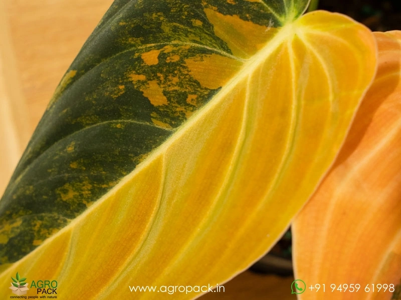 Philodendron-Melanochrysum-Orange-Variegated6