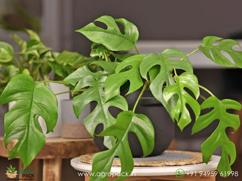 Philodendron-Monstera-Minima2