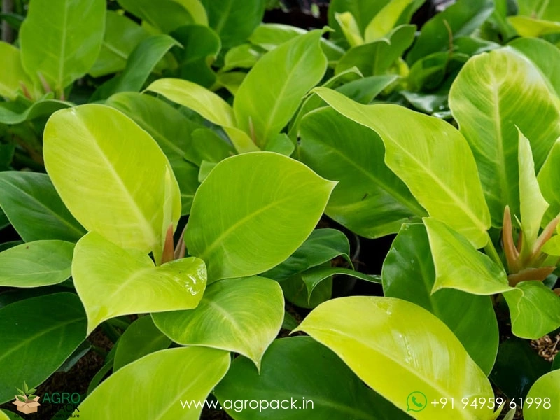 Philodendron-Moonlight1