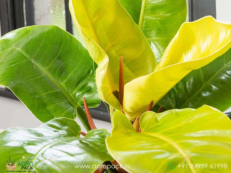 Philodendron-Moonlight2