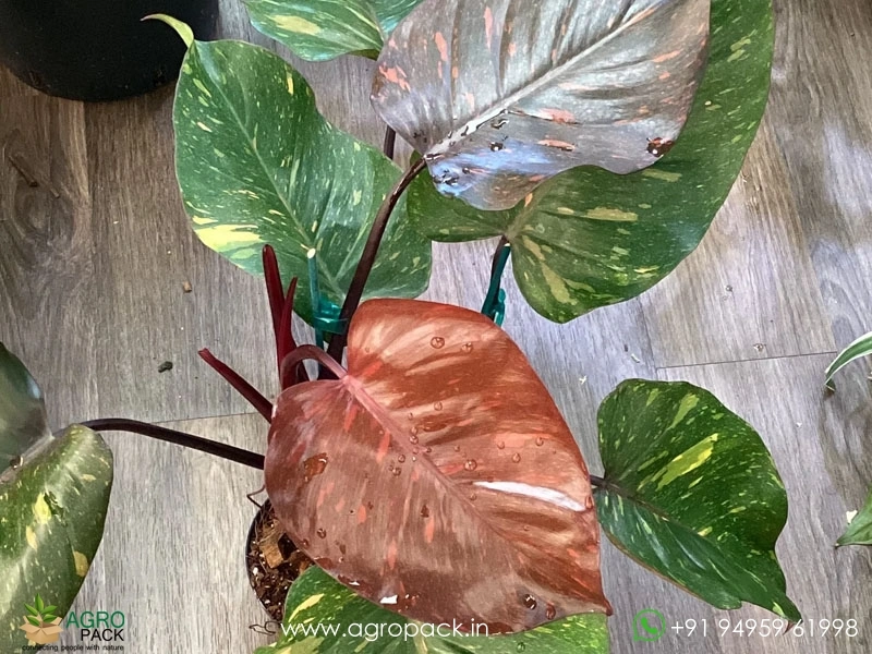 Philodendron-Orange-Princess1