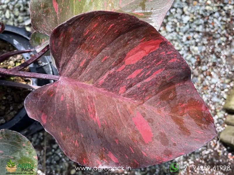 Philodendron-Orange-Princess2