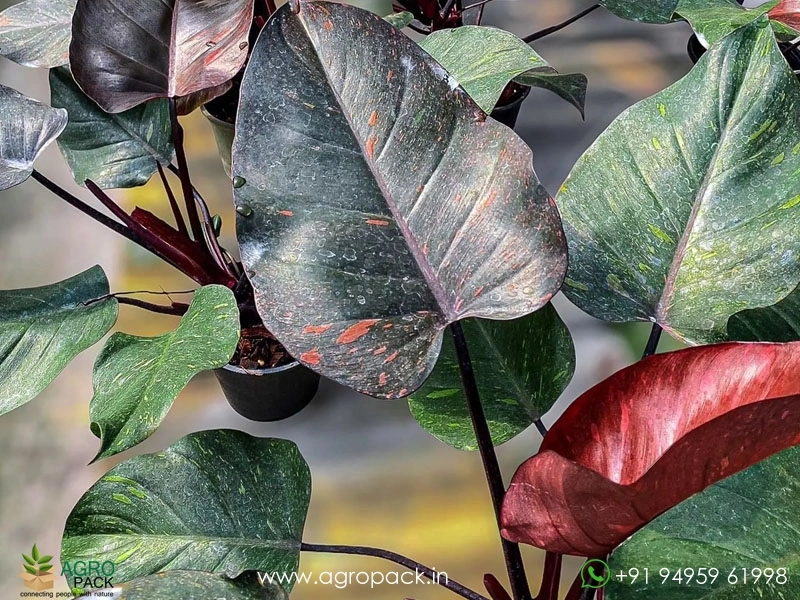 Philodendron-Orange-Princess3