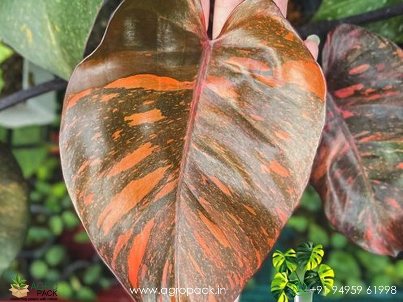 Philodendron-Orange-Princess4