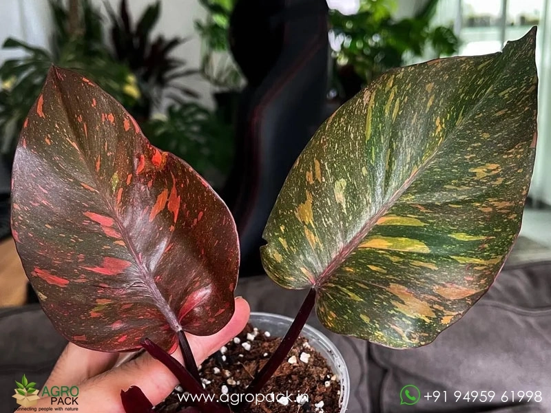 Philodendron-Orange-Princess5