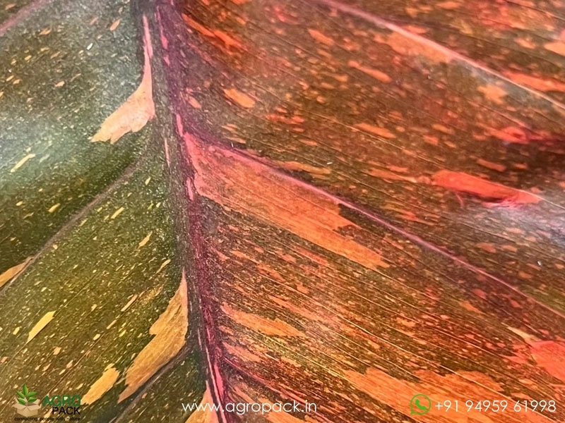 Philodendron-Orange-Princess6