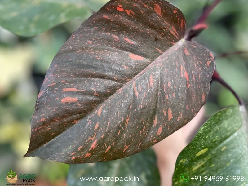 Philodendron-Orange-Princess7
