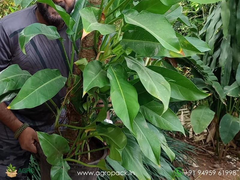 umbrella plant schefflera arboricola Umbrella Plant main image 0