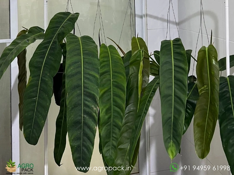 Philodendron-Patriciae3
