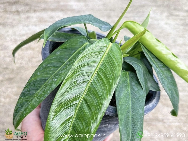 Philodendron-Patriciae4