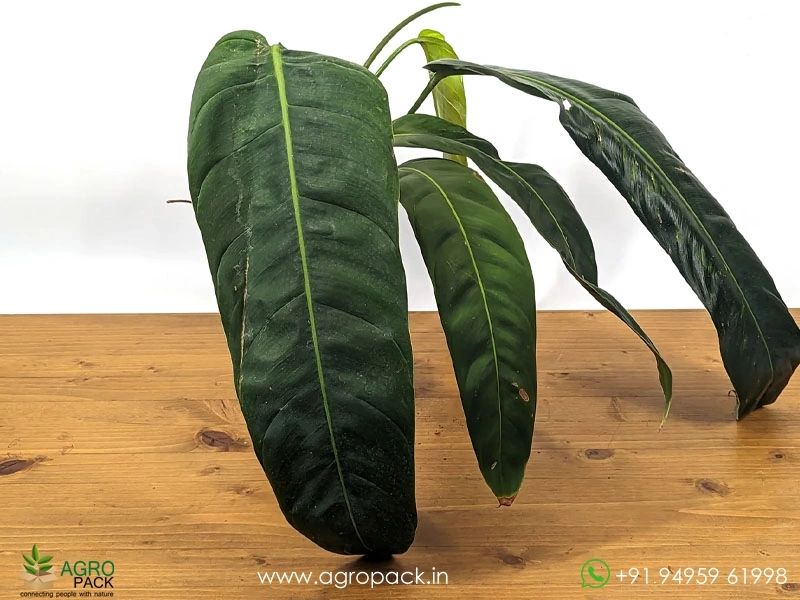 Philodendron-Patriciae6