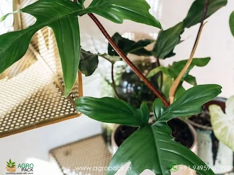Philodendron-Pedatum1