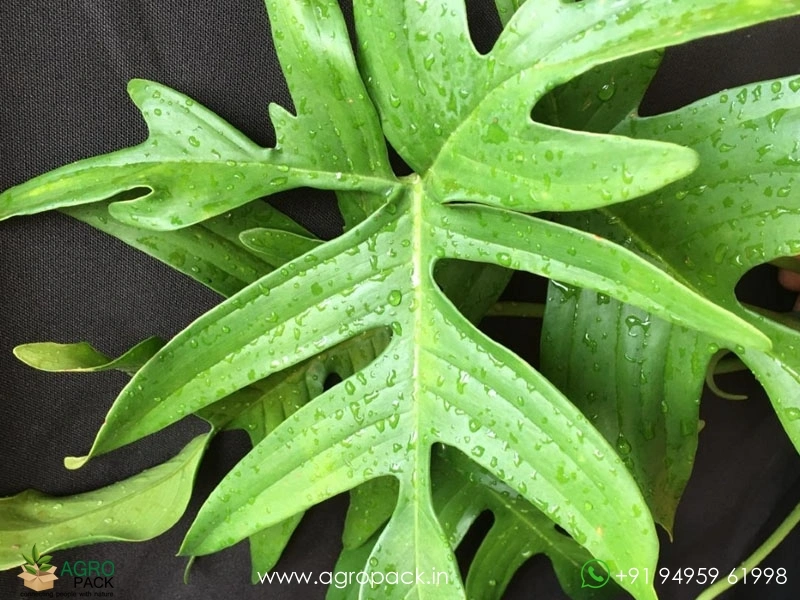 Philodendron-Pedatum3