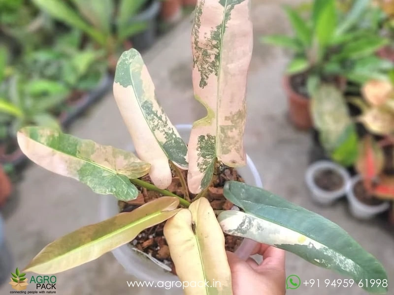 Philodendron-Pink-Atabapoense4