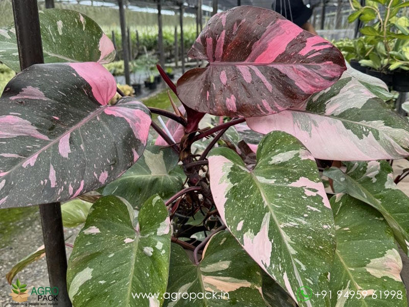 Philodendron-Pink-Princess-Giant1