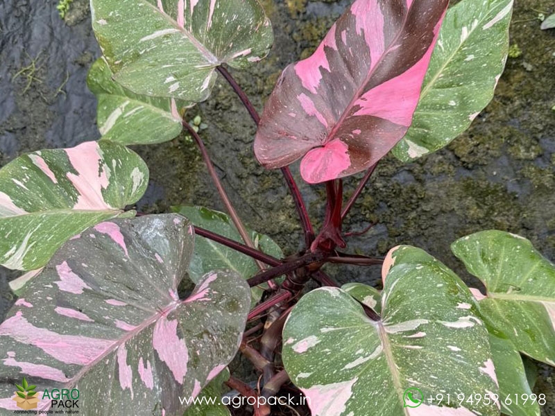 Philodendron-Pink-Princess-Giant2