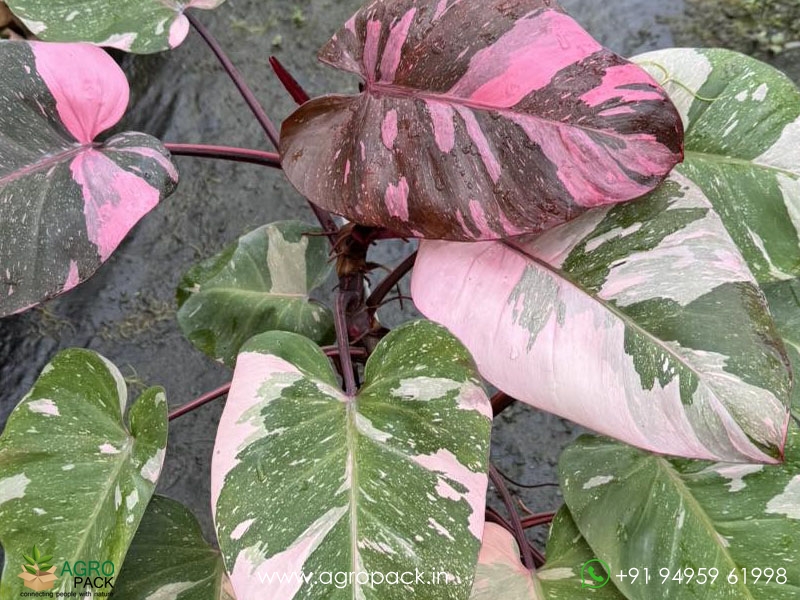 Philodendron-Pink-Princess-Giant4