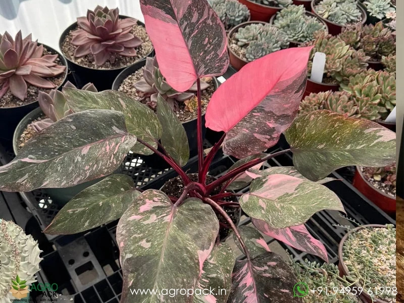 Philodendron Pink princess Marble Galaxy Plant For Sale In India | Online  plant nursery