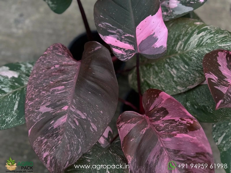 Philodendron Pink princess Marble Galaxy Plant For Sale In India | Online  plant nursery