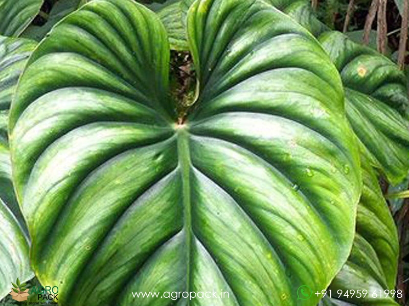 Philodendron-Plowmanii1