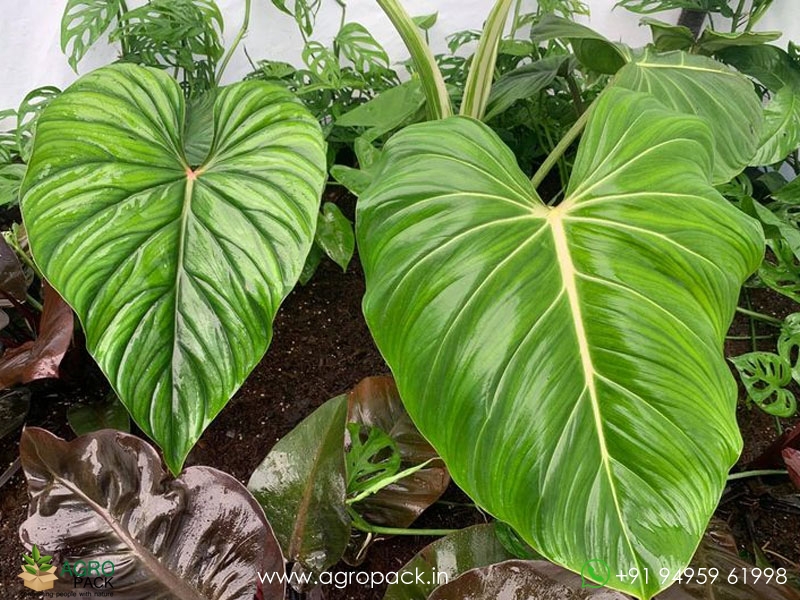 Philodendron-Plowmanii3