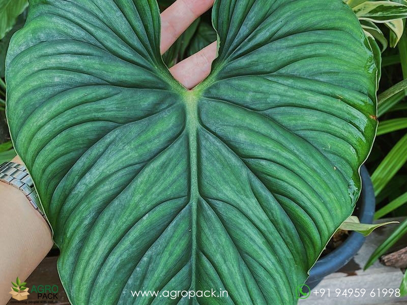 Philodendron-Plowmanii4