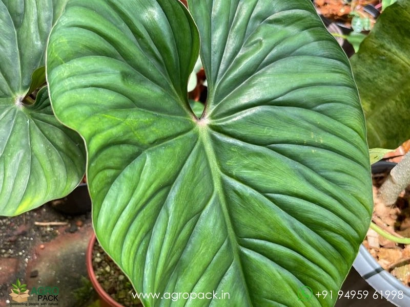 Philodendron-Plowmanii5