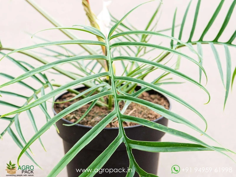 Philodendron Polypodioides Plant For Sale In India | Online plant nursery
