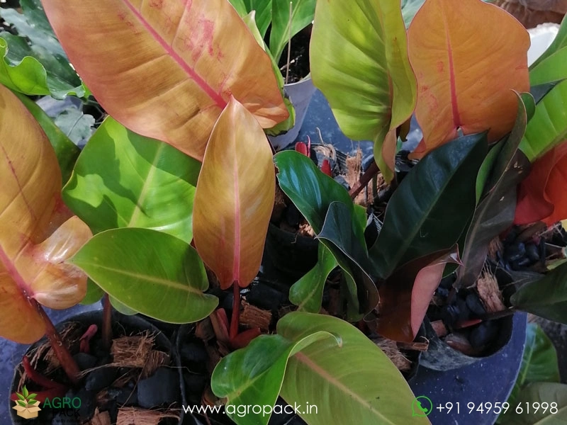 Philodendron-Prince-Albert2