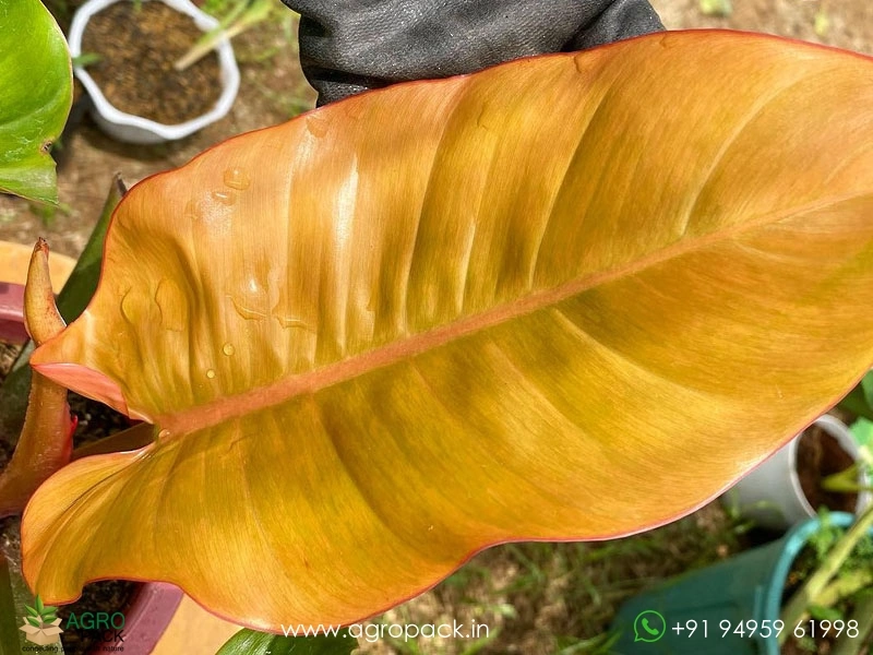 Philodendron-Prince-Albert3