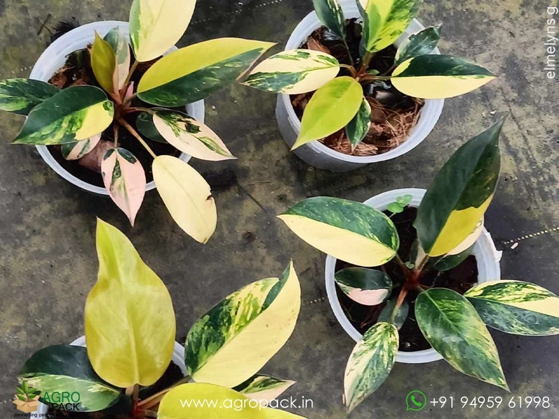 Philodendron-Red-Congo-Variegated1