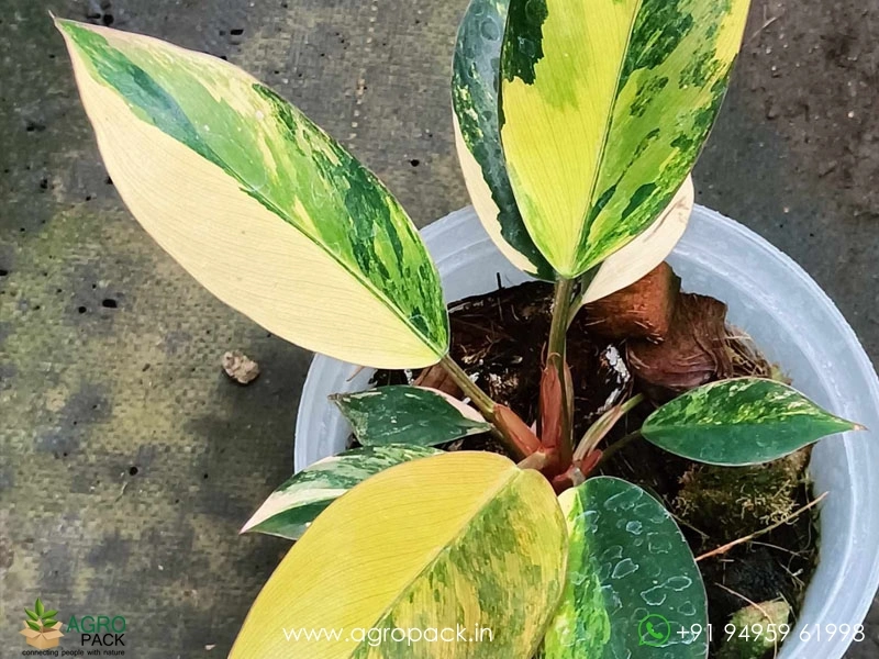Philodendron-Red-Congo-Variegated3