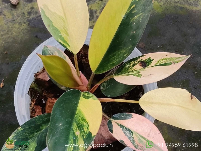 Philodendron-Red-Congo-Variegated4