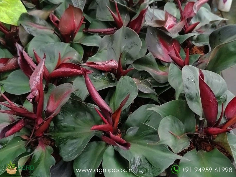 Philodendron-Red-Heart2
