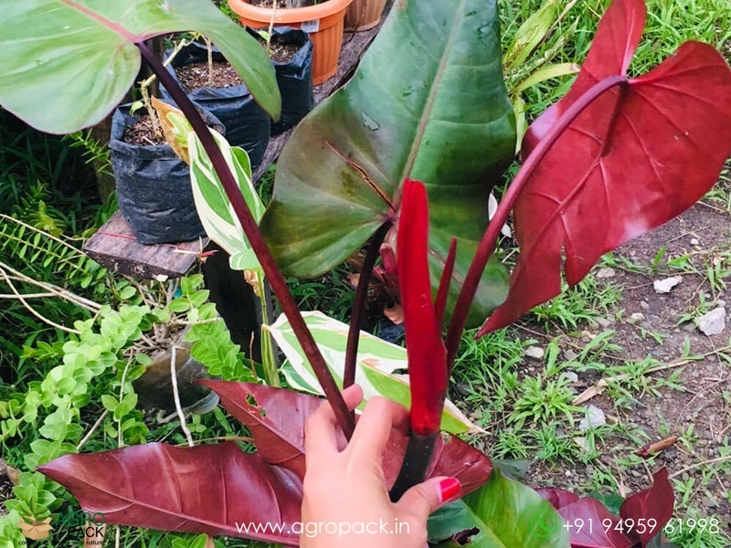 Philodendron-Red-Majesty2