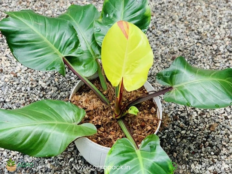 Philodendron-Red-Moon-Yellow-Flame2