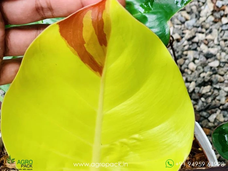 Philodendron-Red-Moon-Yellow-Flame3