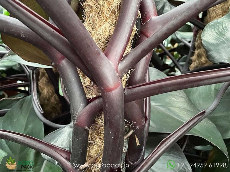 Philodendron-Royal-Queen-Black3
