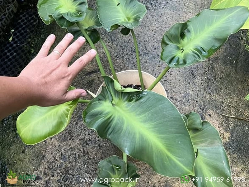 Philodendron-Rugosum-Aberrant-Form3