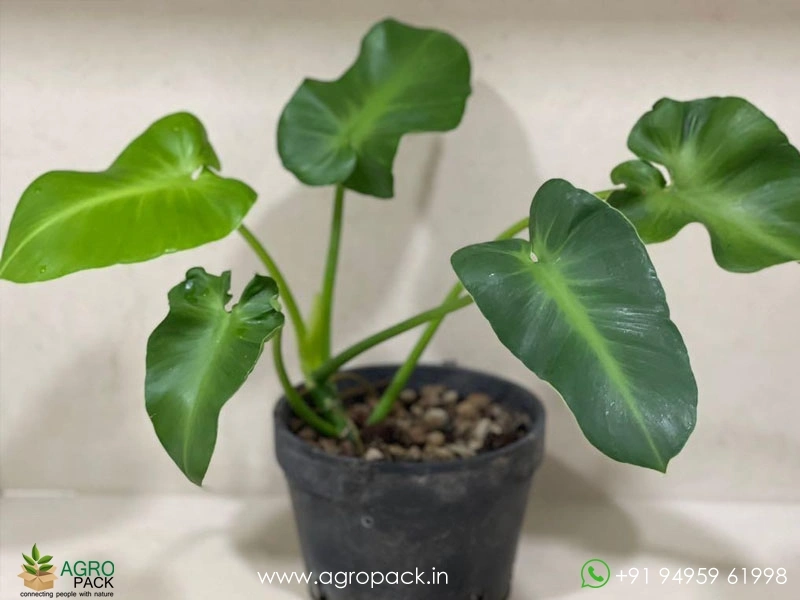 Philodendron-Rugosum-Aberrant-Form4