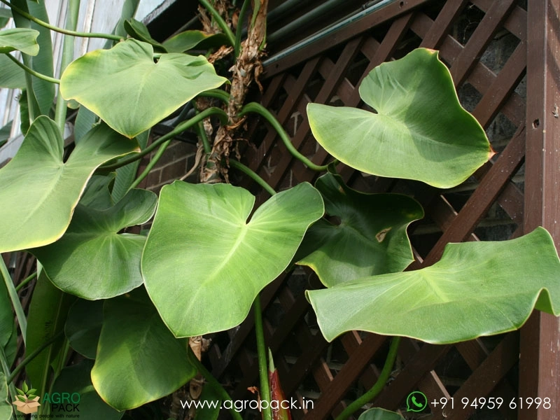 Philodendron-Rugosum-Aberrant-Form5