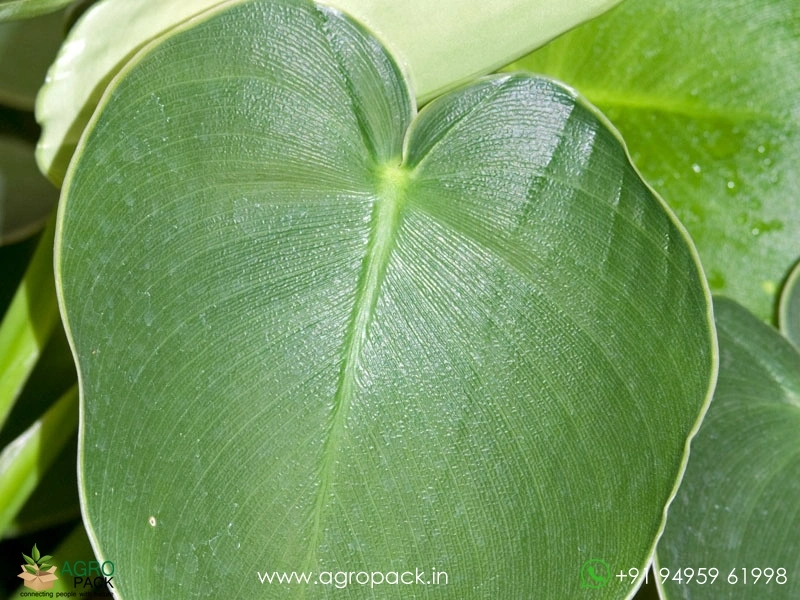 Philodendron Rugosum Pigskin Plant For Sale In India | Online