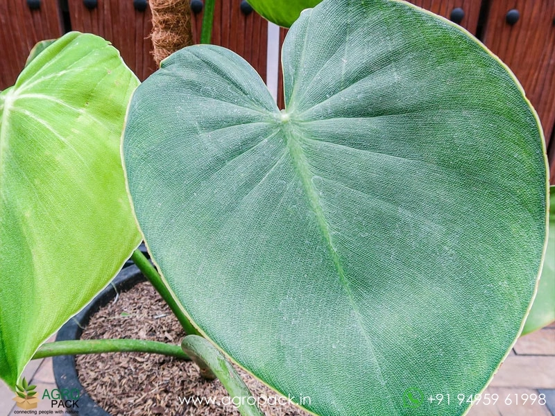 Philodendron Rugosum Pigskin Plant For Sale In India | Online