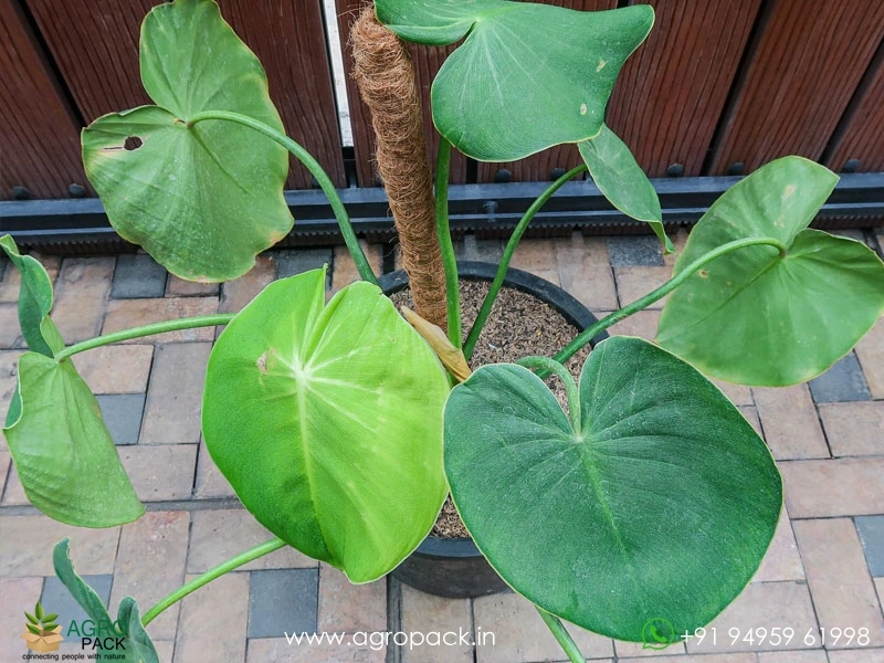 Philodendron Rugosum Pigskin Plant For Sale In India | Online